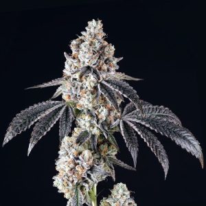 Animal Mints Photo Fem-0