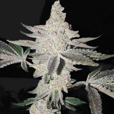 Apple Fritter Fast Photo Fem-2566