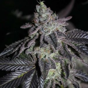 Apple Fritter Fast Photo Fem-2567