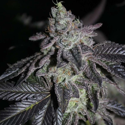 Apple Fritter Fast Photo Fem-2567