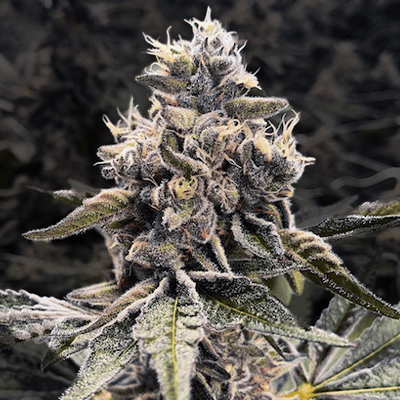 Apple Fritter Fast Photo Fem-0