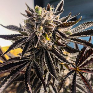 Apple Fritter Fast Photo Fem-2565
