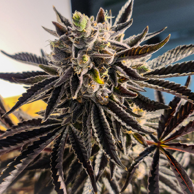 Apple Fritter Fast Photo Fem-2565
