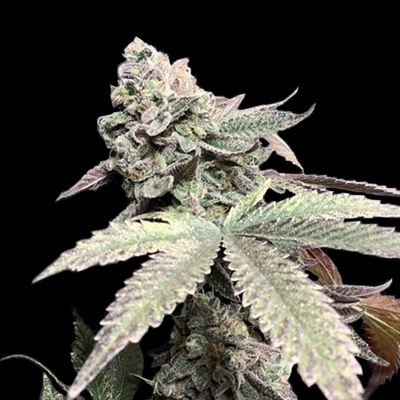 Apple Fritters Photo Fem-0