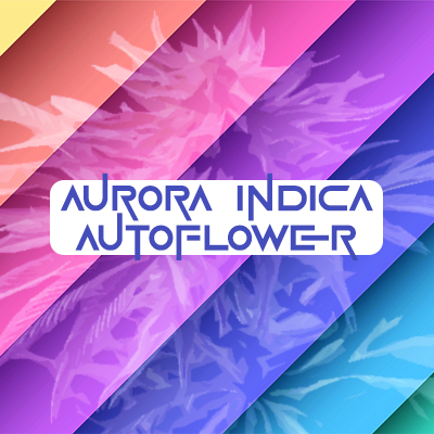 Aurora Indica Auto Fem-1507
