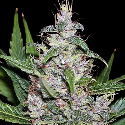 Aurora Indica Auto Fem-0
