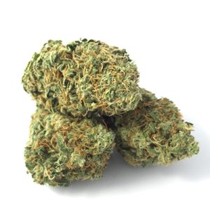 Black Widow Auto Fem-1585