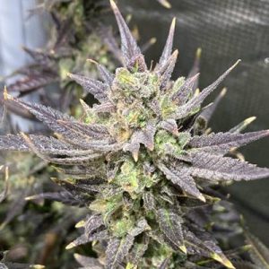 BC God Bud Photo Reg-2580