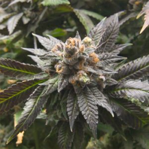 BC God Bud Photo Reg-2579