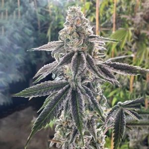 BC God Bud Photo Reg-2581