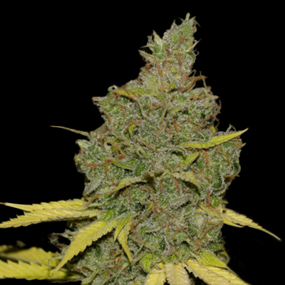 Badazz Cheese Photo Fem-4269