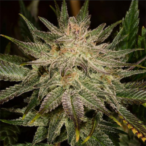 Banana Kush Auto Fem-0