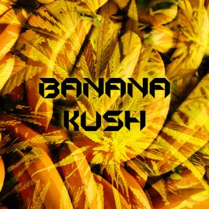 Banana Kush Auto Fem-4236