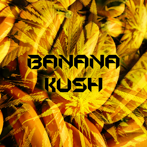 Banana Kush Auto Fem-4236
