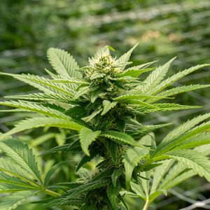Banana Kush Photo Fem-0
