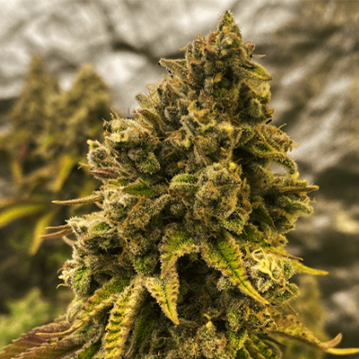 Banana Kush Photo Reg-0
