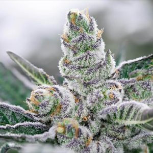Banana Punch Photo Fem-4229