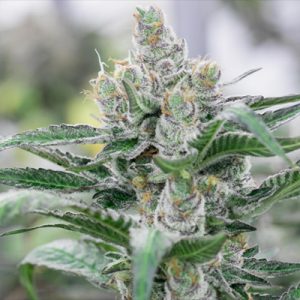 Banana Punch Photo Fem-3737
