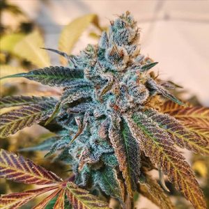 Banana Punch Photo Fem-4228