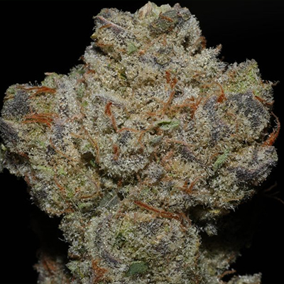 Banana Zkittlez Photo Fem-2004