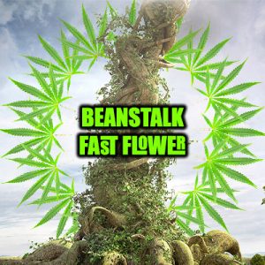 Beanstalk Fast Photo Fem-4187