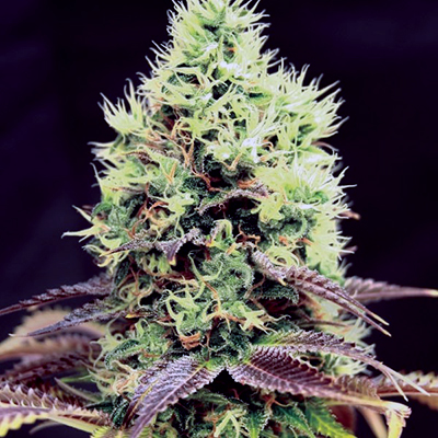 Beanstalk Fast Photo Fem-0