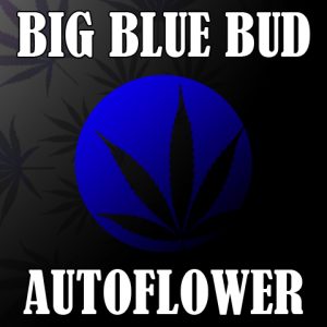 Big Blue Bud Auto Fem-4002