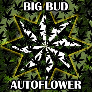 Big Bud Auto Fem-1347
