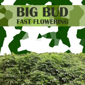 Big Bud Fast Photo Fem-3523