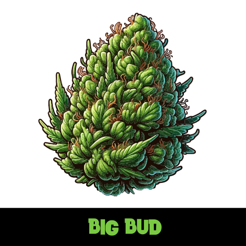 Big Bud Photo Fem-3923