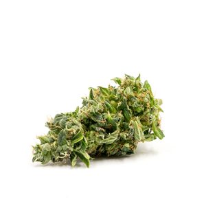 Big Bud Photo Fem-0