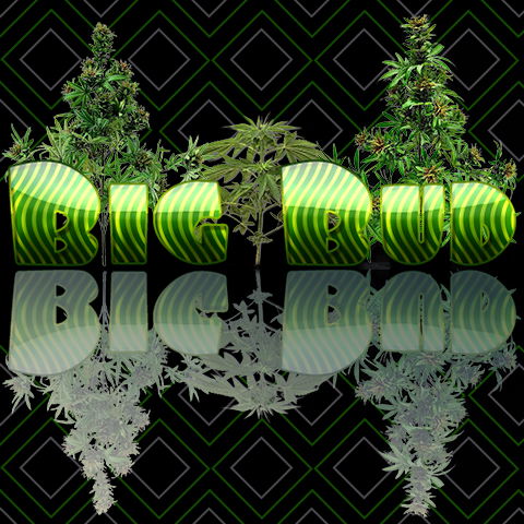 Big Bud Photo Fem-3924