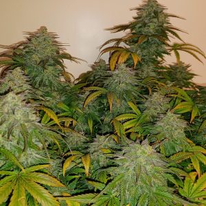 Big Jack Widow Auto Fem-1501