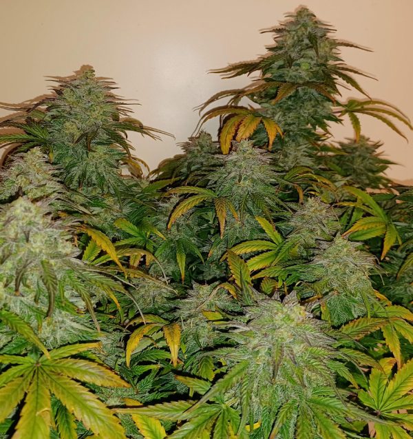 Big Jack Widow Auto Fem-1501
