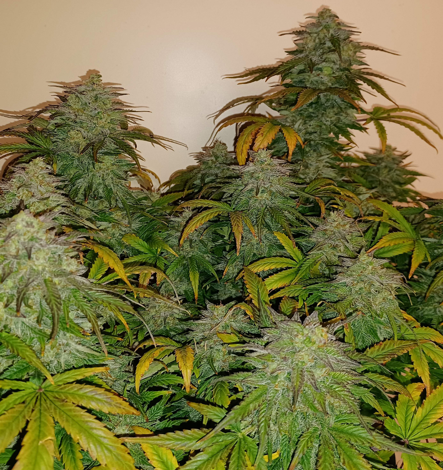 Big Jack Widow Auto Fem-1501