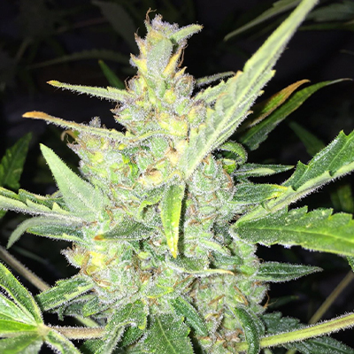 Big White Widow Auto Fem-0