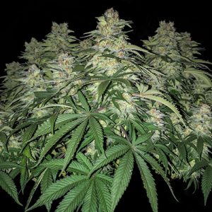 Big White Widow Auto Fem-1497