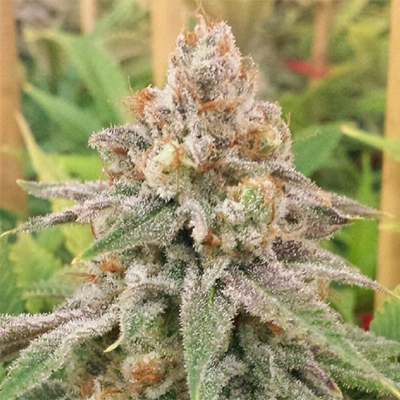 Birthday Cake Photo Fem-0