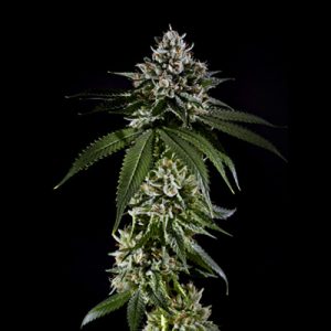 Black Banana Kush Photo Fem-0