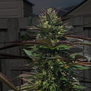 Black Banana Kush Photo Fem-1807