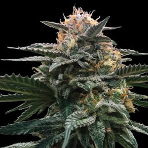 Black Banana Kush Photo Fem-1808