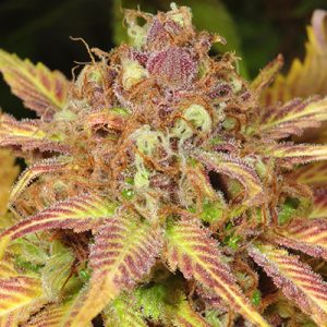 Black Cherry Soda Photo Fem-0