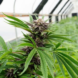 Black Demon OG Photo Fem-0