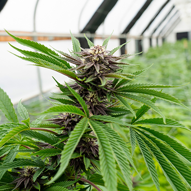 Black Demon OG Photo Fem-0