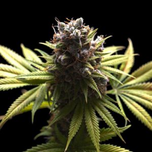 Black Domina Auto Fem-0