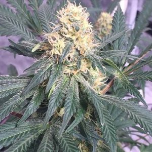 Black Domina Auto Fem-1390