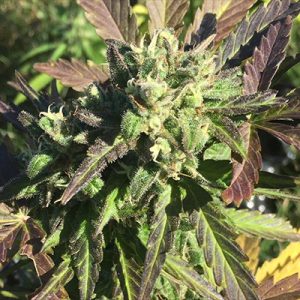 Black Domina Auto Fem-1391