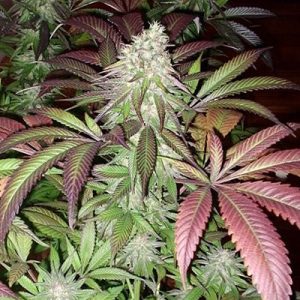 Black Domina Auto Fem-1392