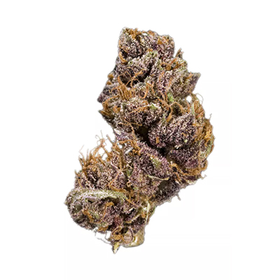 Black Domina Fast Photo Fem-3968