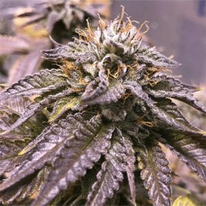 Black Domina Fast Photo Fem-3252